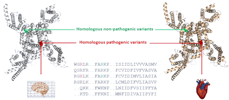 Homologous Logo
